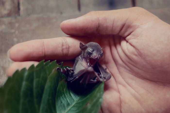 Tiny Baby Bat