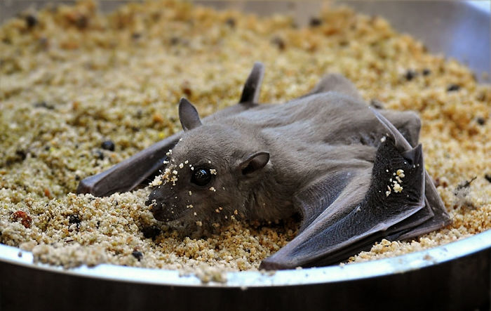 Fluffy Cute Bat