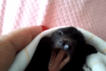 Bat Yawns