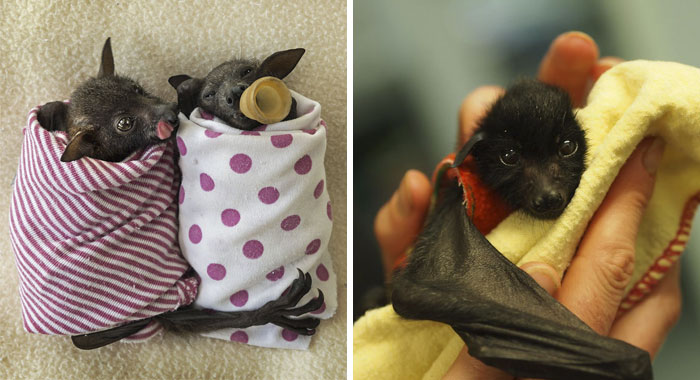 If You Think Bats Are Terrifying These 57 Pics Will Change Your Mind
