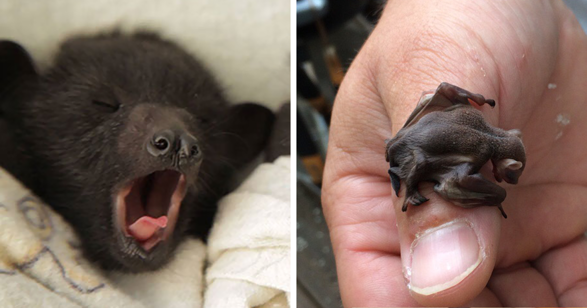 If You Think Bats Scary These Will Change Your Mind | Bored Panda