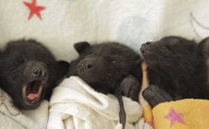 If You Think Bats Are Terrifying These 40+ Pics Will Change Your Mind