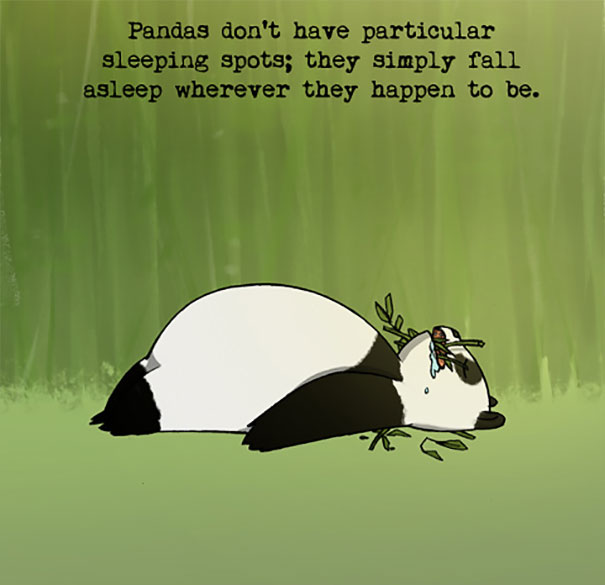 Panda Fact