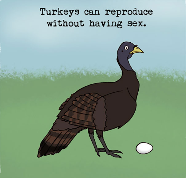 Turkey Facts