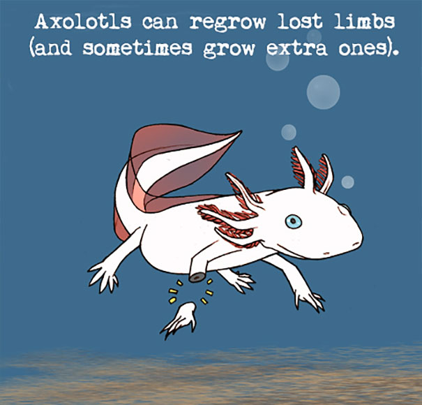 Axolotl Facts