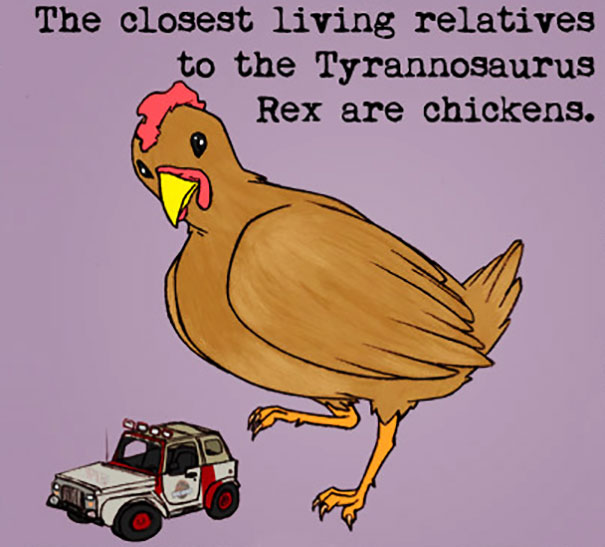 Chicken Facts