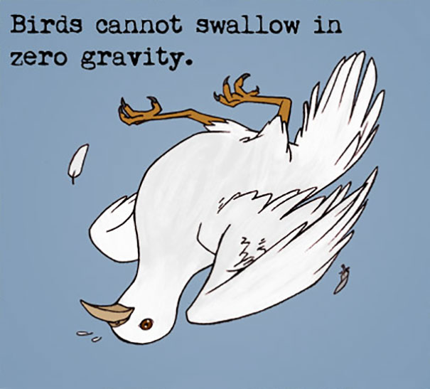 Birds And Gravity
