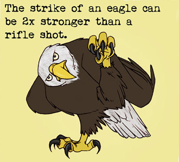 Eagle Fact
