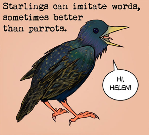 Starling Facts