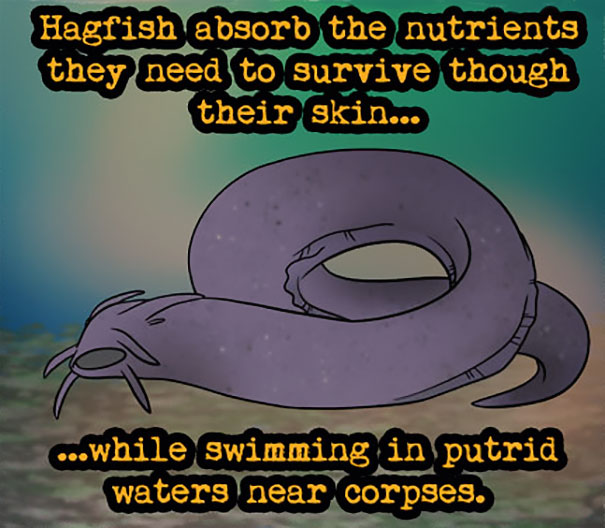 Hagfish Facts