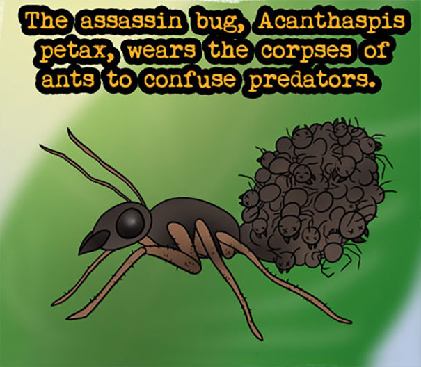 Bug Facts