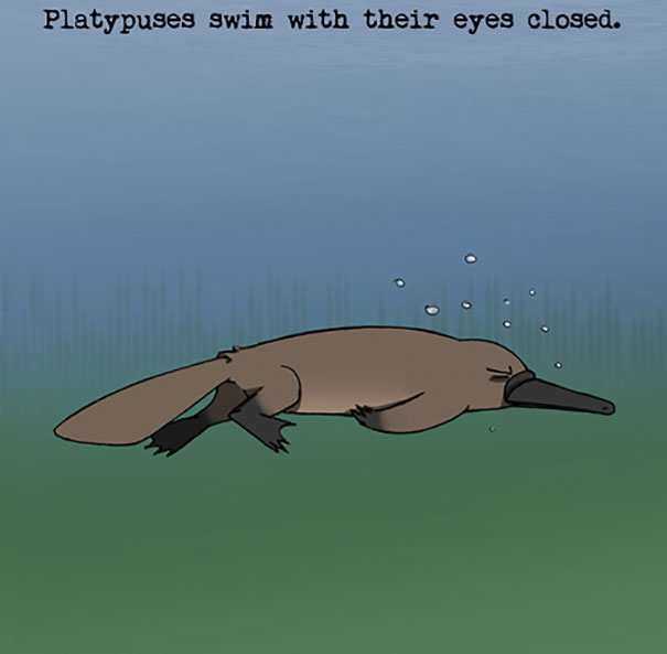 Platypus Fact