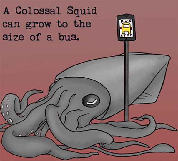 Squid Size Facts