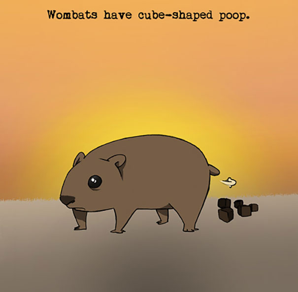 Weird Wombat Fact