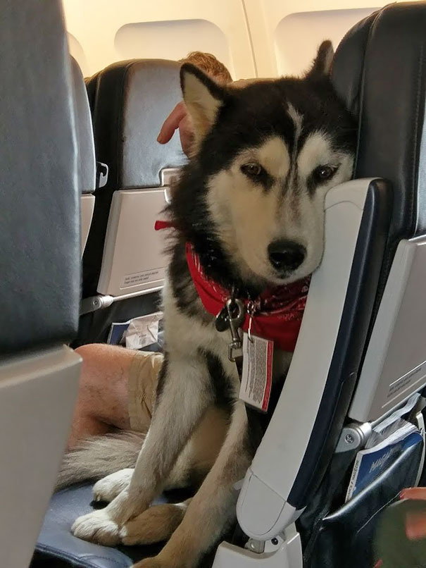 Met This Well Behaved Flyer On The Plane