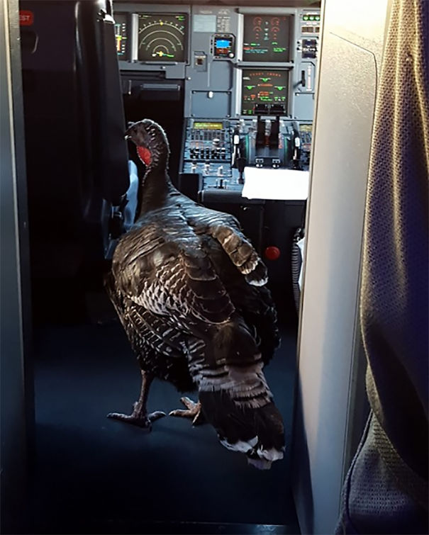 My Friend Had An 'Emotional Support Turkey' On Her Flight To Seattle Today