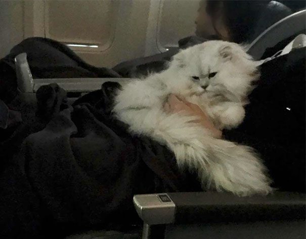 Cutest Passenger On My Flight! His Name Is Merlot