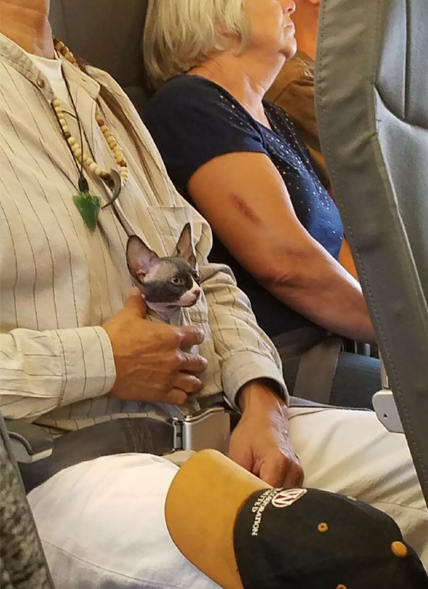 There Is A Cat On My Plane And It's So Cute