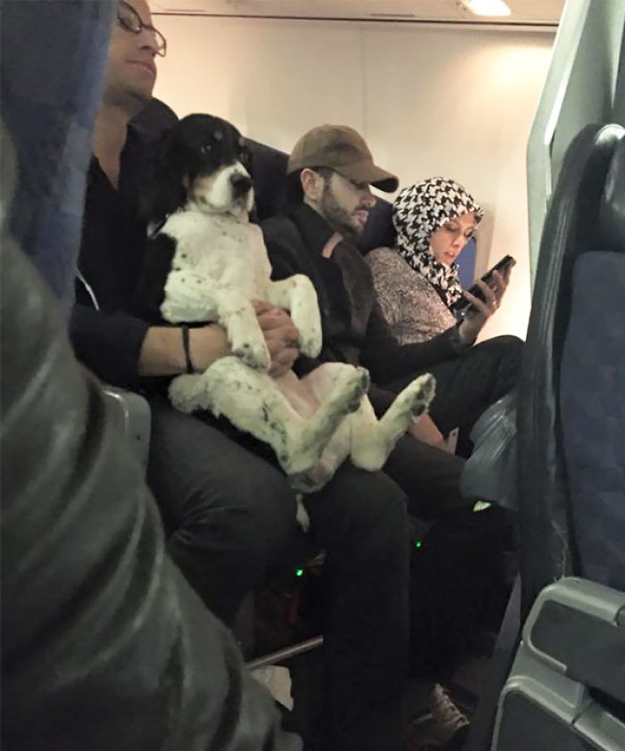Perro En Un Avión