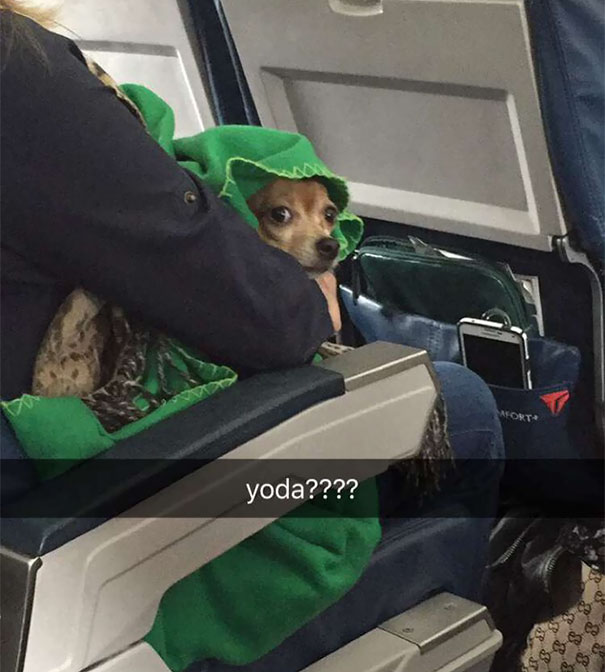 Today I Sat Next To A Dog On The Plane