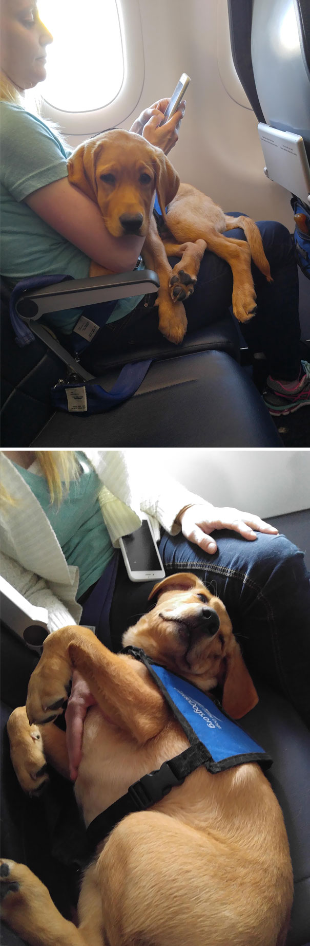 Licked, Kicked And Sniffed On Plane Flight