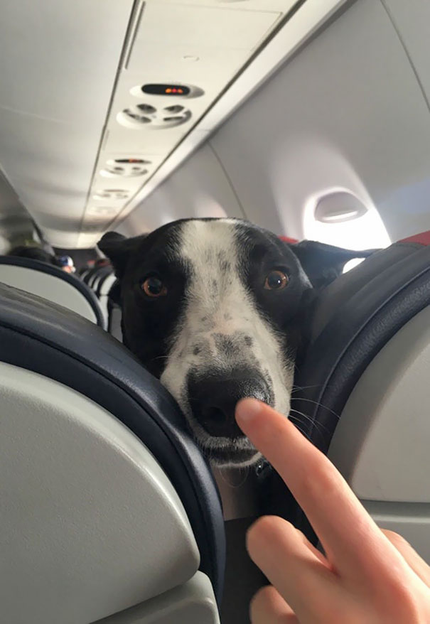 A Booped Dog On A Plane