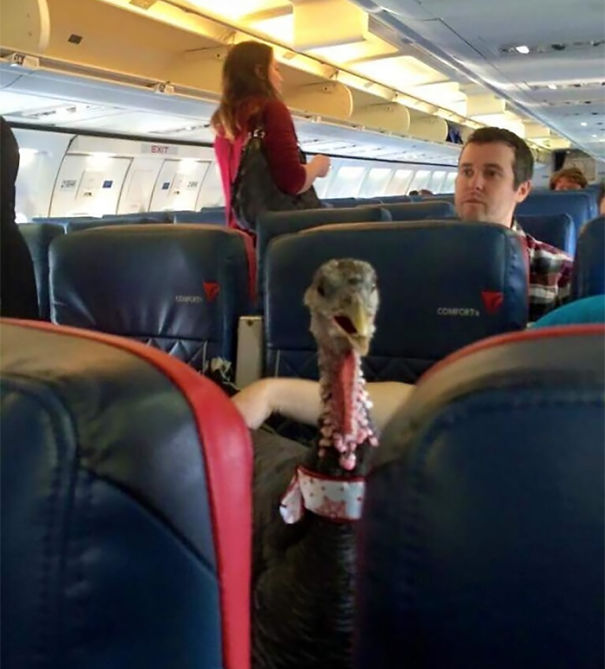 My Neighbor Is A Flight Attendant. He Just Posted This Photo Of Someone's "Therapy Pet," On His Flight