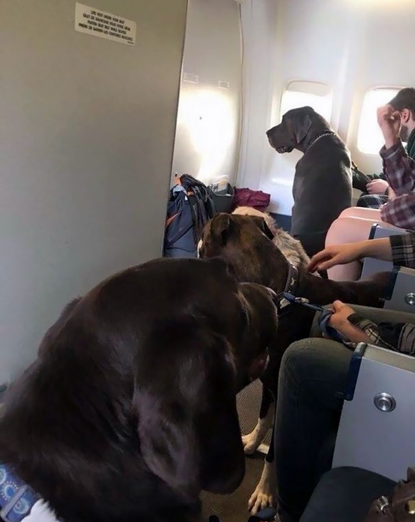Pets Take Over Plane Cabin On Fort Mcmurray Fire Evacuee Flight