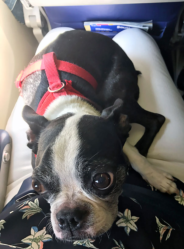 The Woman Next To Me On The Plane Has A Pupper, And Now I Have A Plane Friend