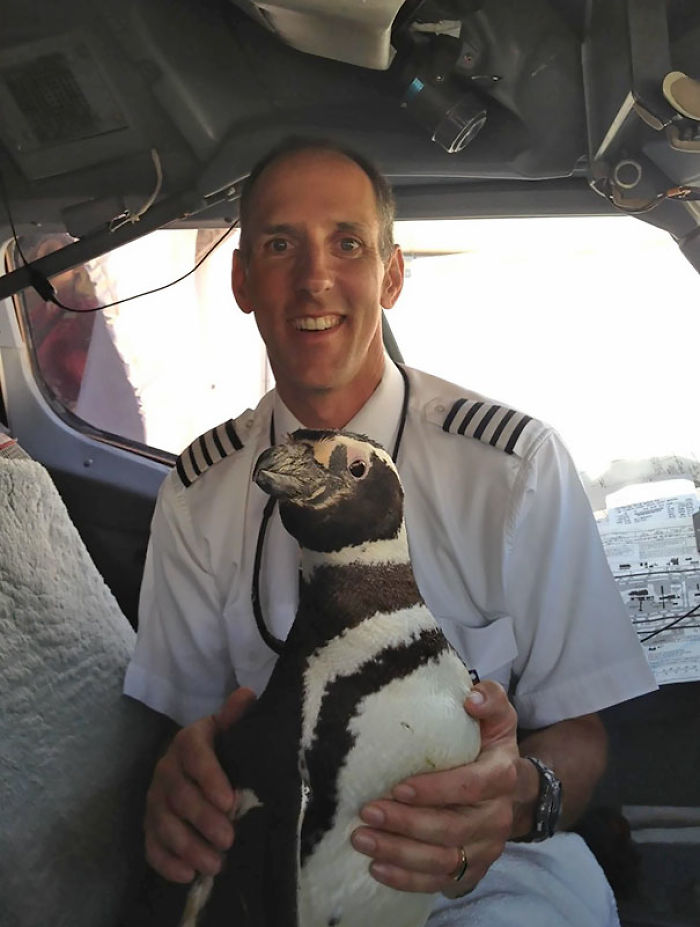 ¿Has Visto Pingüinos En Un Avión? Era Mi Padre Quien Lo Pilotaba