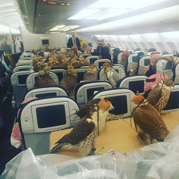 Saudi Prince Buys 80 Seats On A Plane For His 80 Hawks