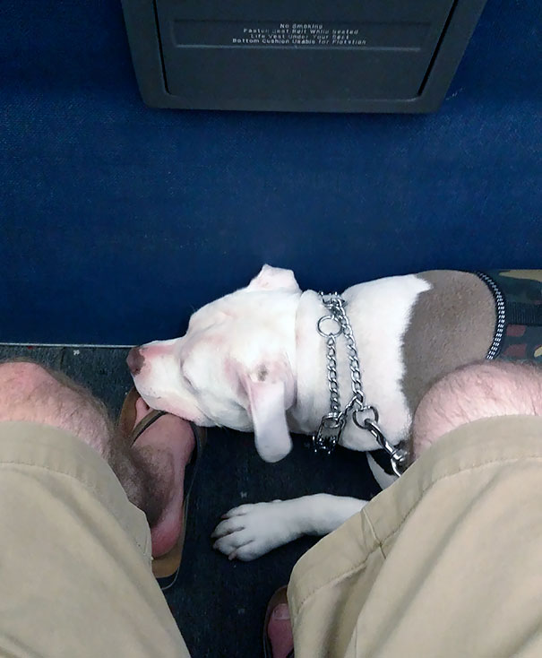 I Got To Sit Next To A Service Dog On The Plane