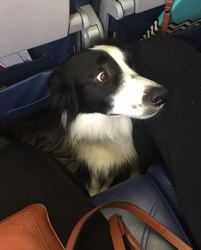 Un Poquito Preocupado Por El Viaje En Avión