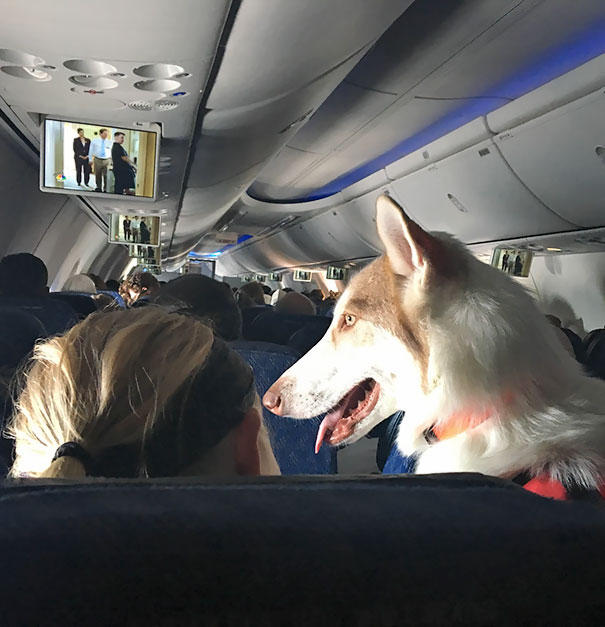 A Big Dog Had Her Own Seat On My Plane Today