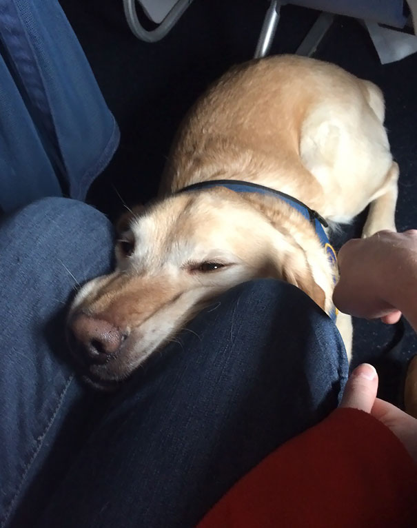 My Service Dog Goofing Off During Our Flight