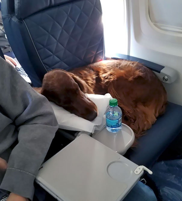This Irish Setter Didn't Win The Best In Its Group At Westminster, But It Won The Best In First Class On My Flight