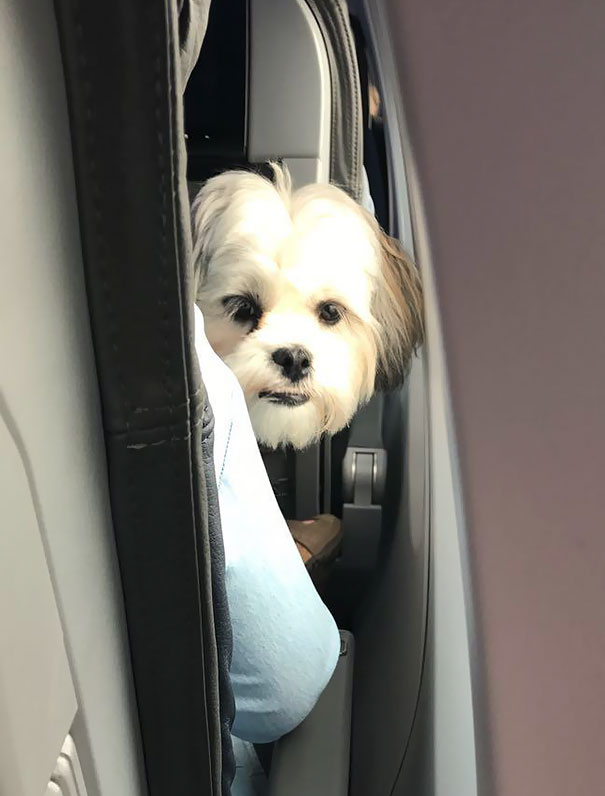 I Also Met A Well Behaved Flyer On My Flight, His Name Was Pablo