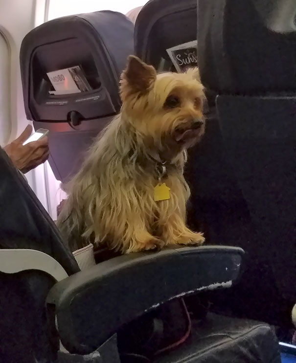 I Am Very Afraid Of Flying. He Made My Flight 100x Less Terrifying. Thanks Pup