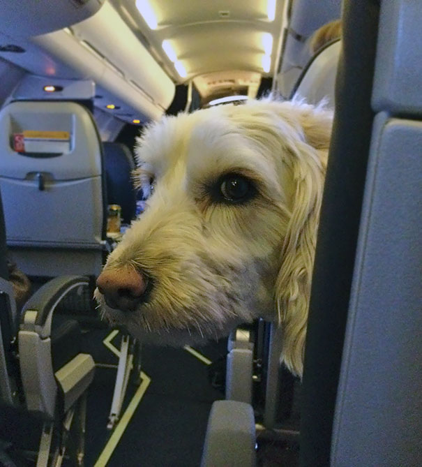 I Sat Behind A Labradoodle The Luck Dragon On My Flight Yesterday