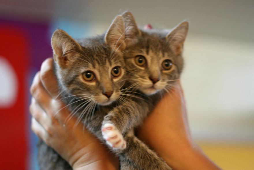 Homeless Animals Are Searching For New Owners Using Dating Application “tinder” Homeless Animals Are Searching For New Owners Using Dating Application “tinder”