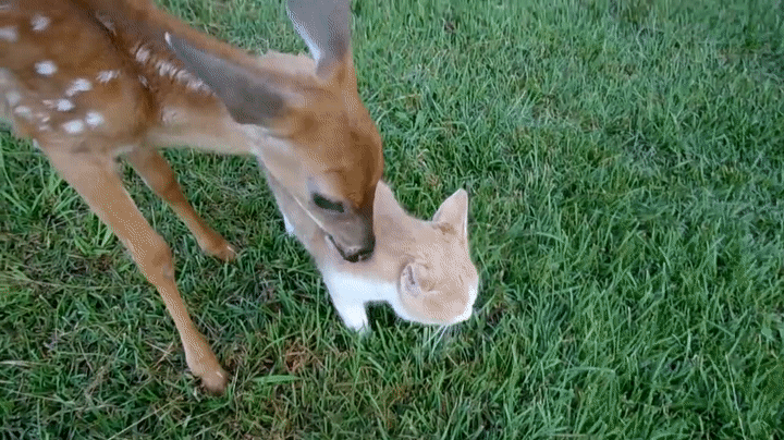 These Deer Licking Cats Will Give You Life
