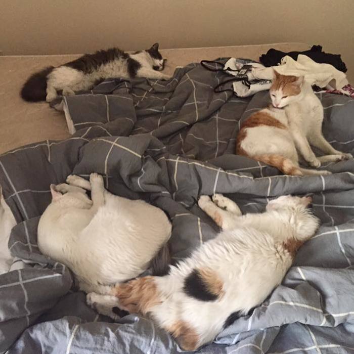 This Animal Lover Is Doing Amazing Things To Save Abandoned Cats In Saudi Arabia