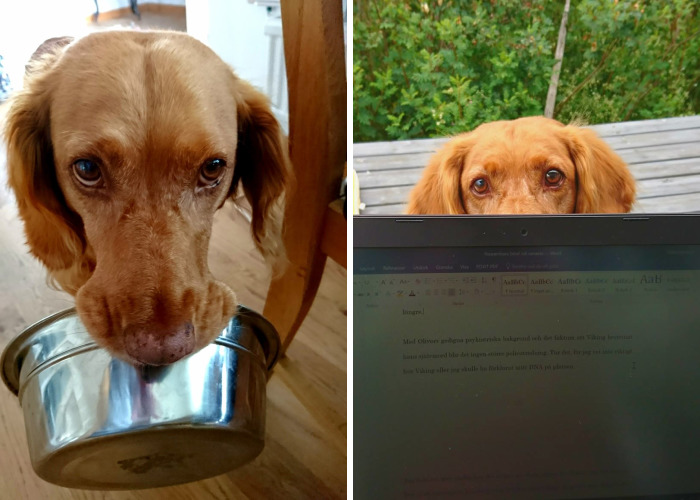 My Friend’s Dog’s Way Of Communication Is Making Me Laugh