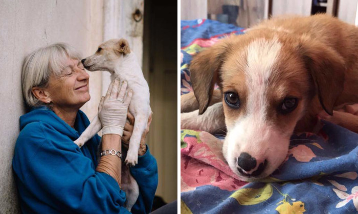 Helen’s House Of Hope: A New Life For The Abandoned And Mistreated Dogs Of Bulgaria