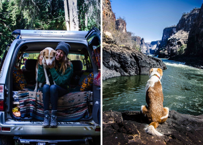 Meet Ginger, A Scared Security Dog From Zambia Who Became A World Traveler