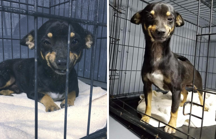 The Internet Fell In Love With This Rescued Dog With A Beautiful Smile On His Face And Everyone Wants To Adopt Him