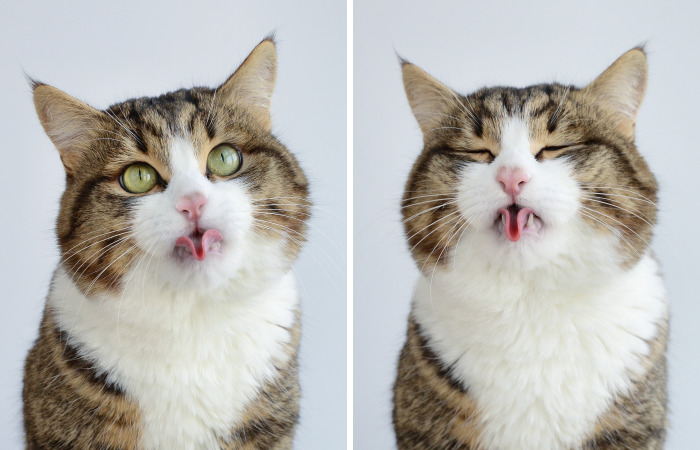 Meet Rexie, The Cat-King Of Bleps And Tongue Tricks