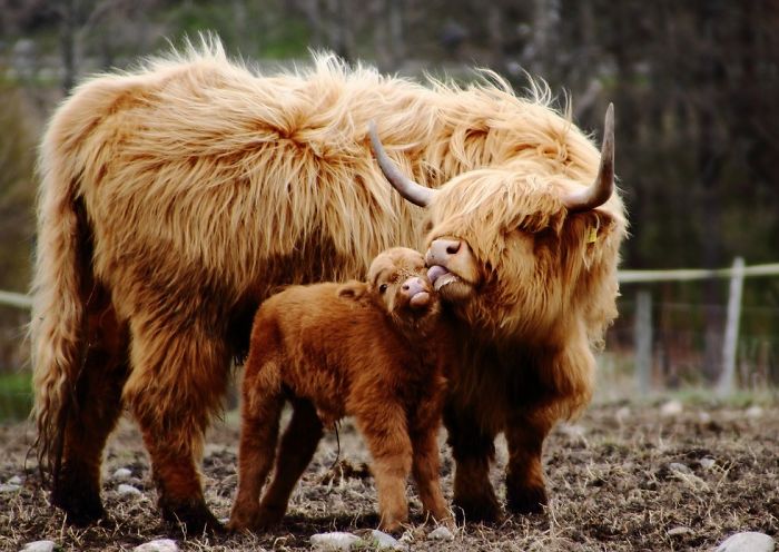 mom calf licking baby calf 