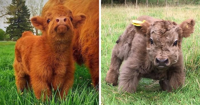 If You Ever Feel Sad, These 85 Highland Cattle Calves Will Make ...