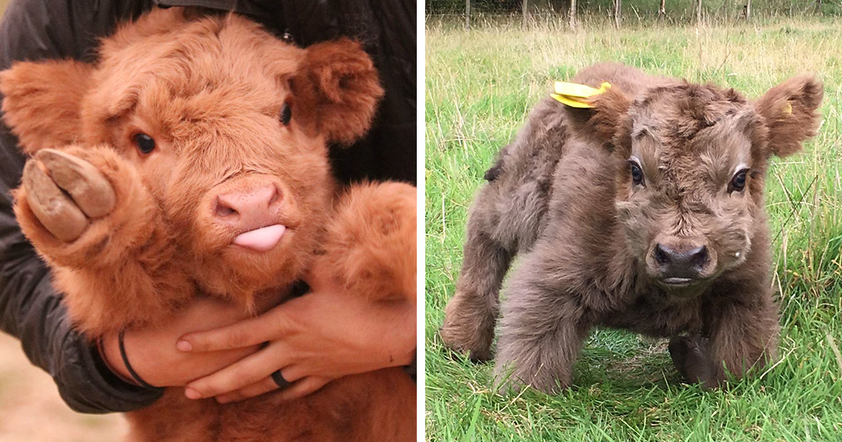 If You Ever Feel Sad, These 50 Highland Cattle Calves Will Make You Smile